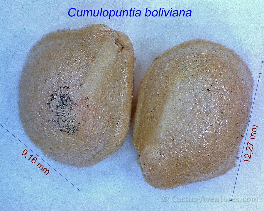 Cumulopuntia boliviana ex Maihueniopsis